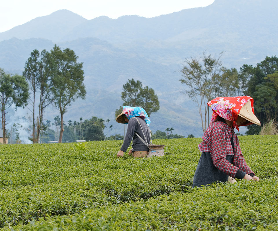 Darjeeling