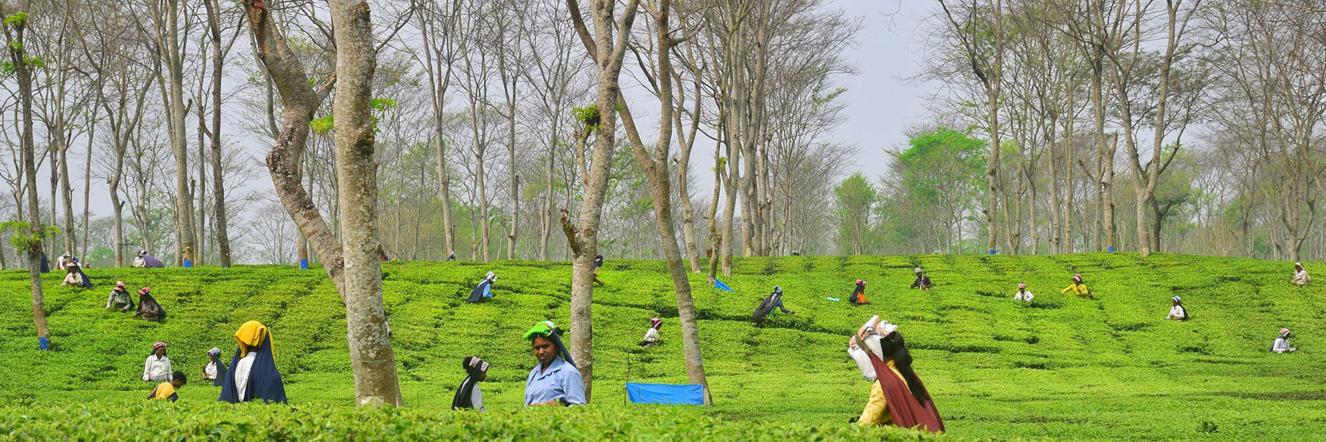 Darjeeling