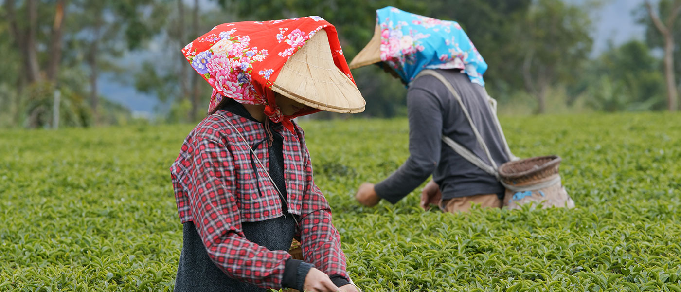 Darjeeling - The Remarkable Tour