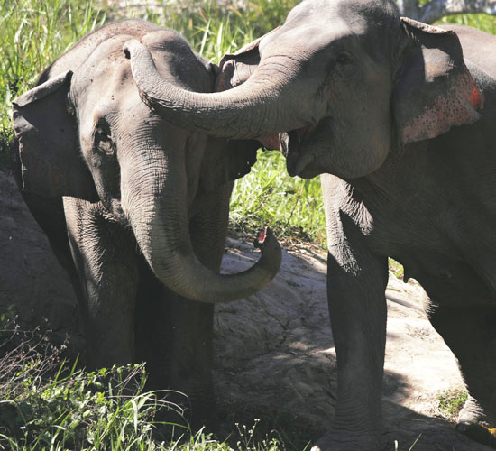 Mahananda Wildlife Sanctuary