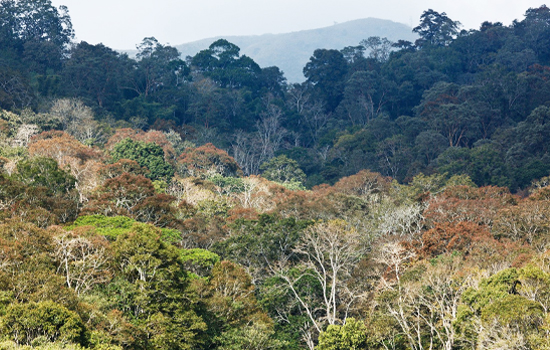 Mahananda Wildlife Sanctuary